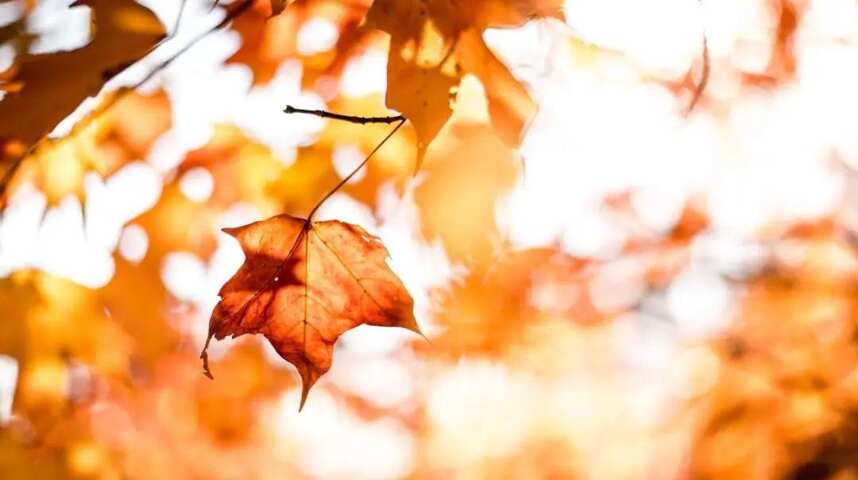 秋天的余晖“佳酿”带给你无限温暖