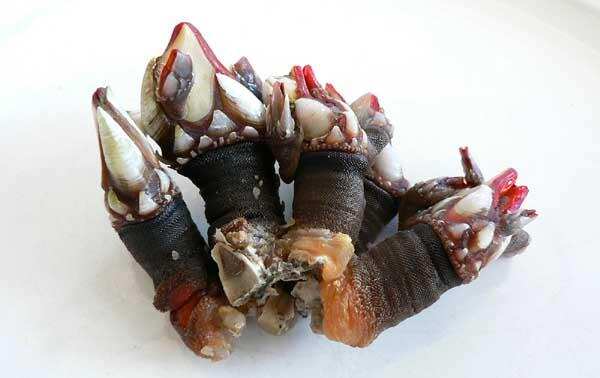 品乐：大章鱼、狗爪和冒烟的铜壶 | 西班牙加利西亚下湾区