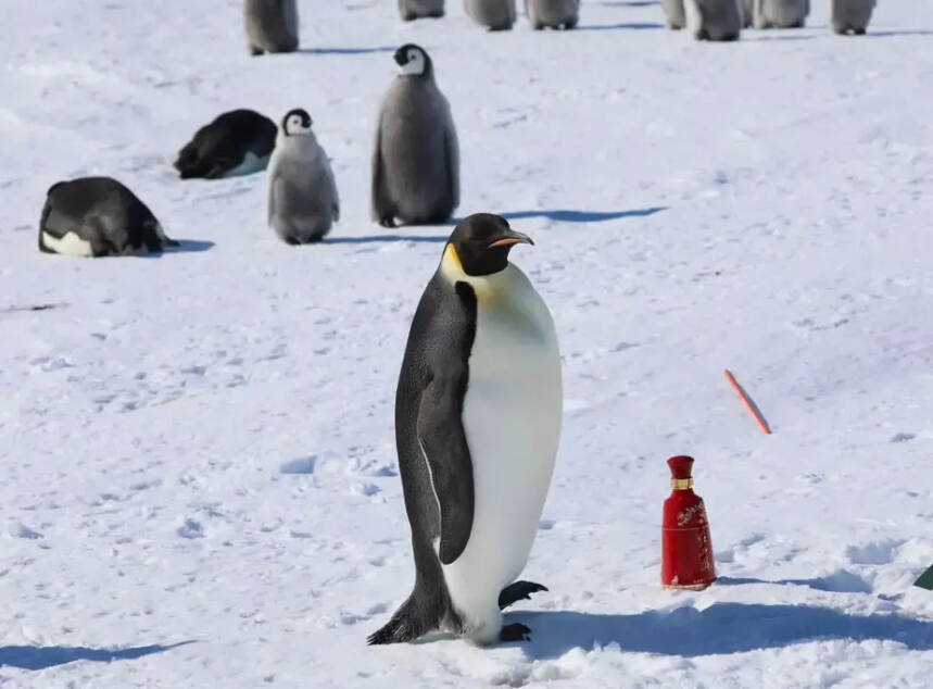 红西凤登陆南极点 幸福味道全球共享