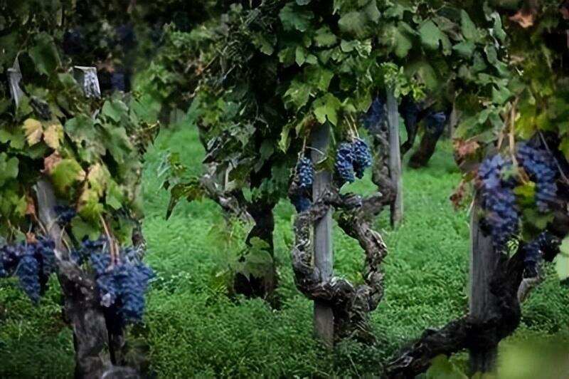 西西里的美丽传说，别忘了这里的葡萄酒