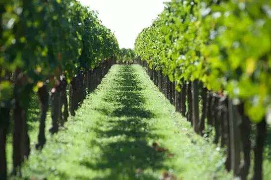 OIV：2018年世界葡萄酒产量最新数据公布，意大利产量领跑全球