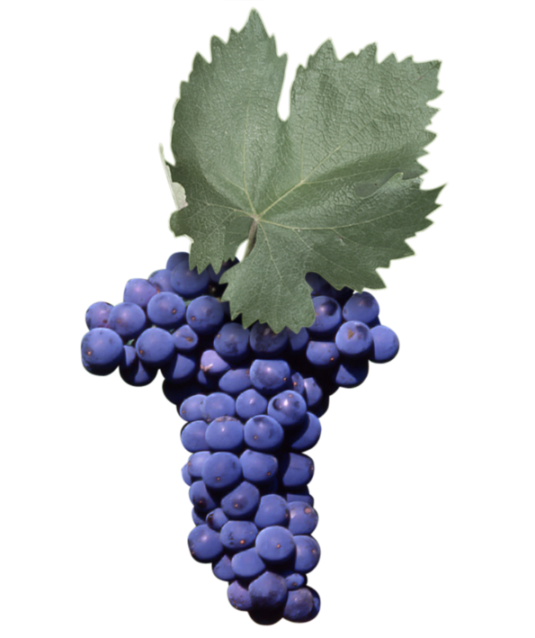 普利亚的本土葡萄品种