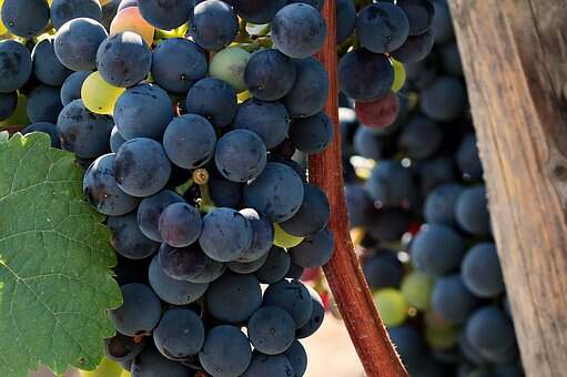 大家知道过法国的不同品种葡萄风格吗？海怎样的呢？