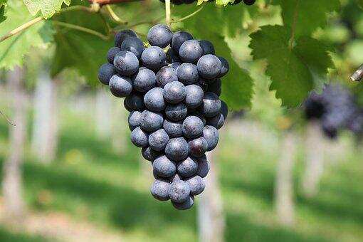 西西里岛重要的红葡萄：黑珍珠(Nero d'Avola)