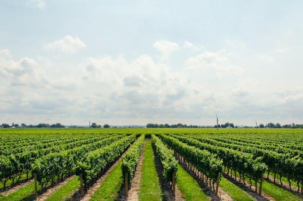 法国阿尔萨斯产区的三个重要葡萄品种