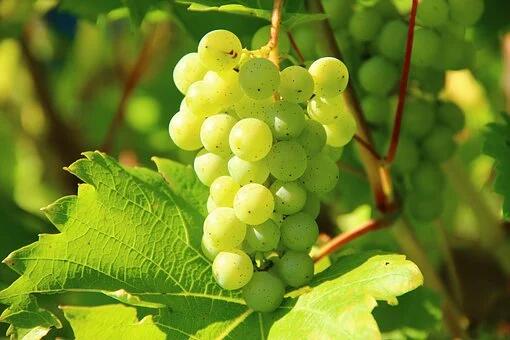 卢瓦尔河谷葡萄品种介绍