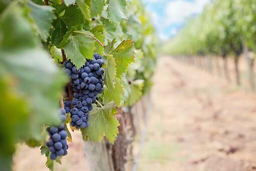 一种抗真菌的酿酒葡萄品种被研究出来了，大家了解过没呢？