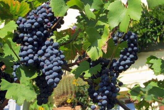 赤霞珠葡萄品种的特点