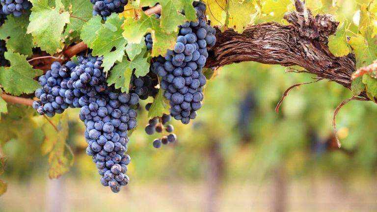 西班牙酿酒葡萄具有哪些特点呢