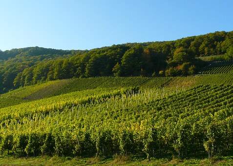 关于法国的阿尔萨斯葡萄酒产区，那么有没有去深入的了解过呢？