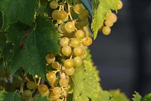 对于一些的酿酒葡萄品种知识，大家是了解多少呢？