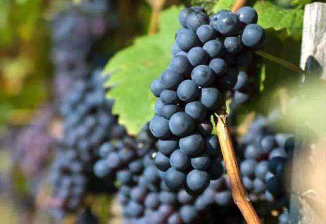 葡萄品种自身具有哪些特性
