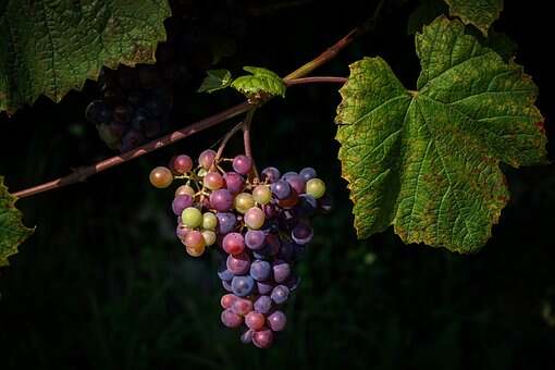 不同品种葡萄酒的10种水果味我们了解多少呢？