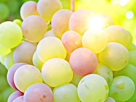 常见的白葡萄品种，知道这十一种就足够了