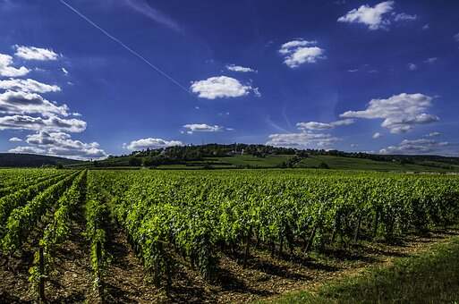 贺兰山葡萄酒产区：适合葡萄生长的土地