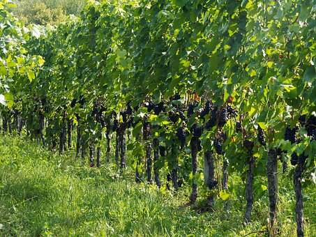 各位对于意大利的葡萄酒产区的内容是了解多少呢？