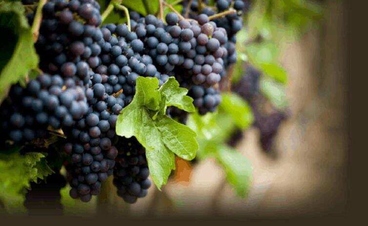 关于葡萄酒对人体的好处我们知道哪些呢？
