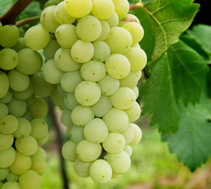 白葡萄品种有哪些呢？
