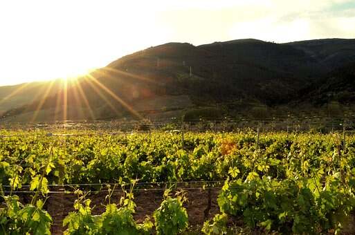 带大家去了解一下西班牙的加泰罗尼亚葡萄酒产区吧！