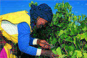 葡萄界的“包公”——深色葡萄品种，你对此有了解吗？
