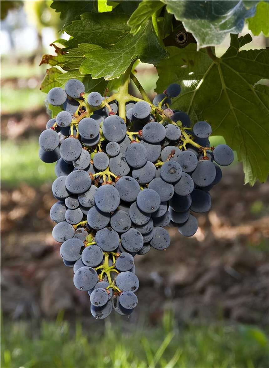 波尔多：新葡萄品种保护未来发展