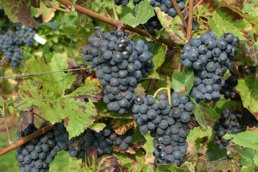 这些勃艮第小众葡萄品种，你知道几个？
