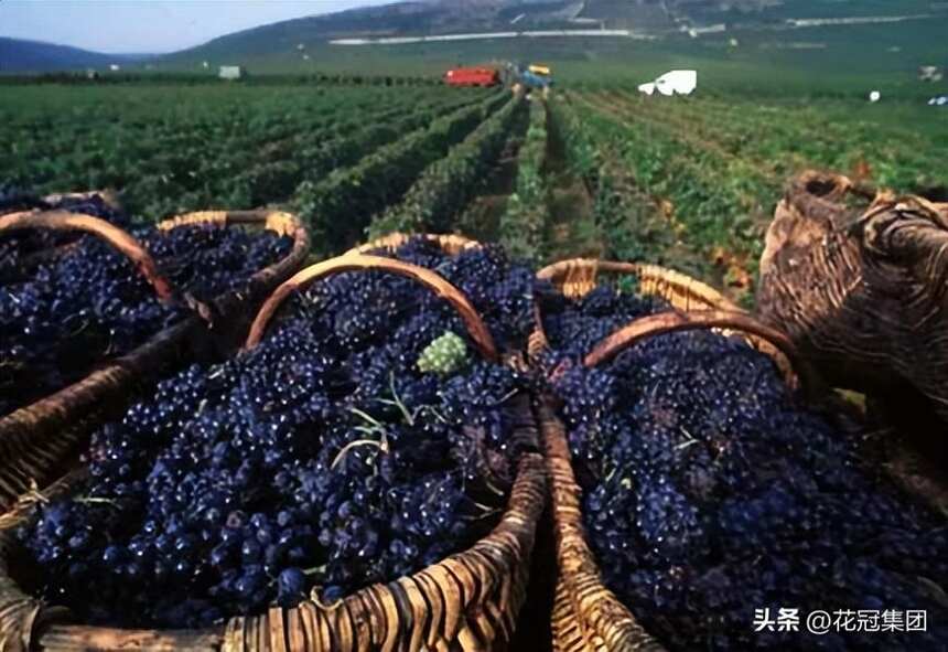 用于酿造葡萄酒的葡萄品种有哪些？