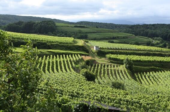 法国哪些地区产葡萄酒