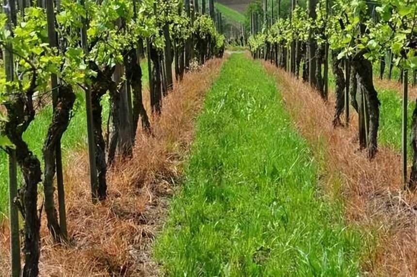 勃艮第葡萄酒的“矜贵”-源自勃艮第葡萄农半年数百万次的关心