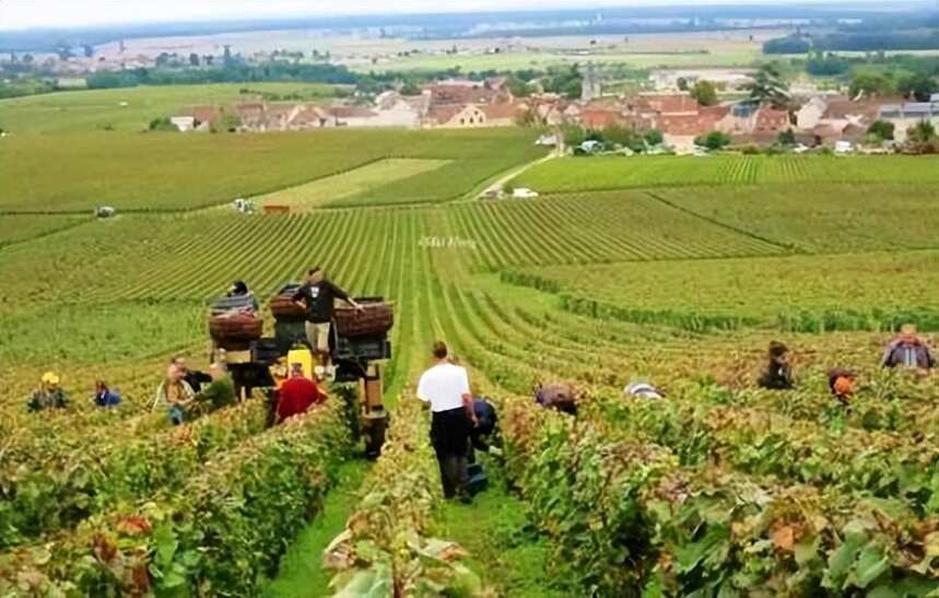 勃艮第葡萄酒的“矜贵”-源自勃艮第葡萄农半年数百万次的关心