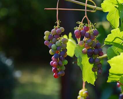 较常见的葡萄酒酿酒葡萄品种我们看到有哪些呢？