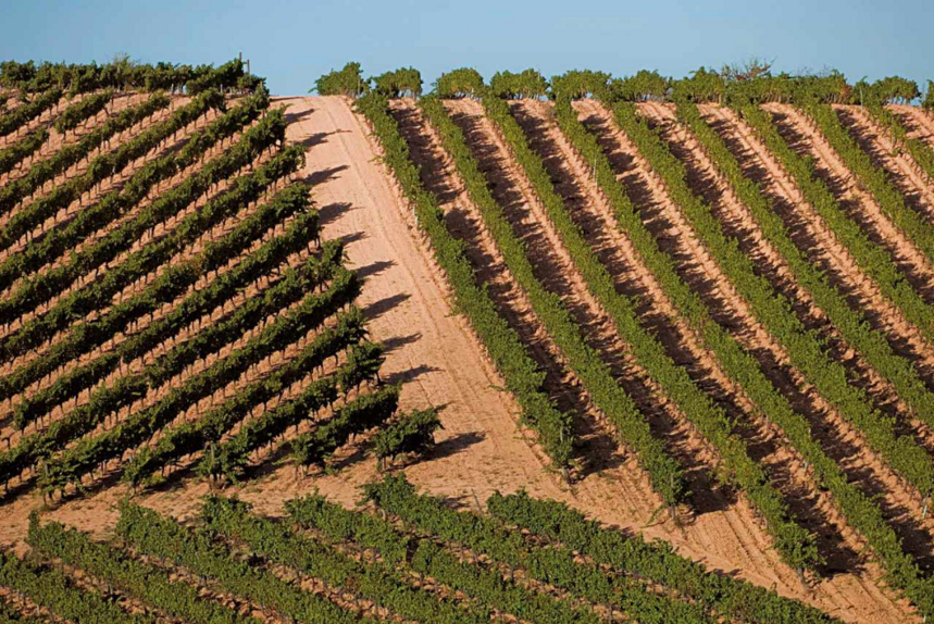 西班牙葡萄酒的差异化风味，来源于独具特色又多样化的葡萄品种