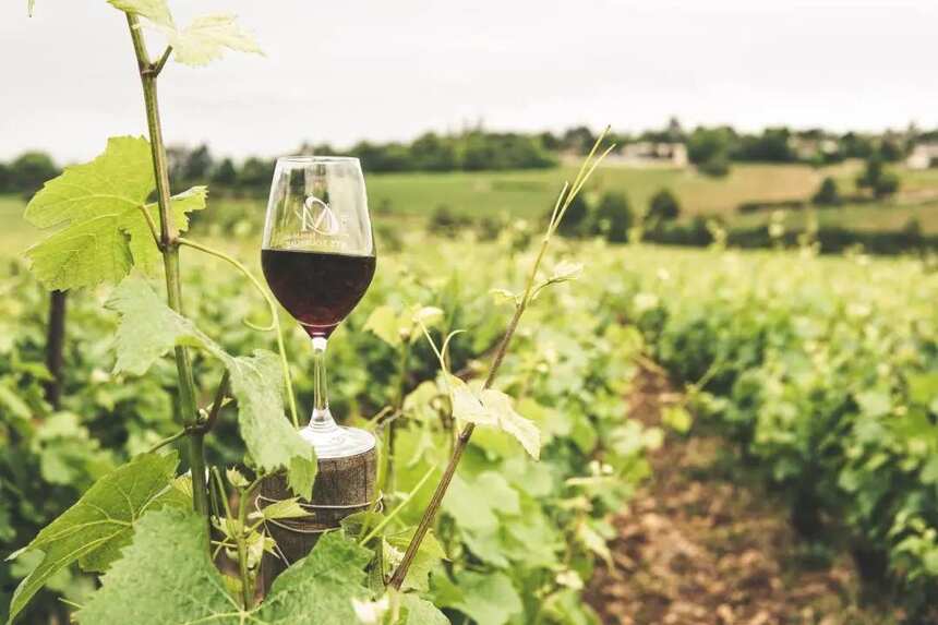 葡萄酒行业要“减负”？政协委员建议：增值税降至9%，取消消费税
