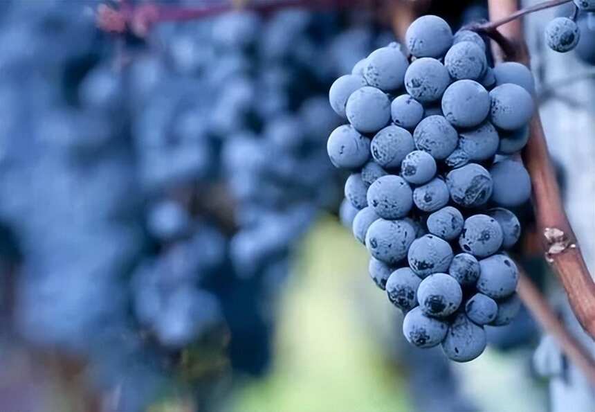【法庄】葡萄酒爱好者的福音—黑皮诺的酿造细节分解：三