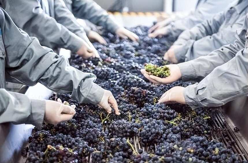 专注细节成就佳酿，美贺庄园开启中国葡萄酒品质新征程