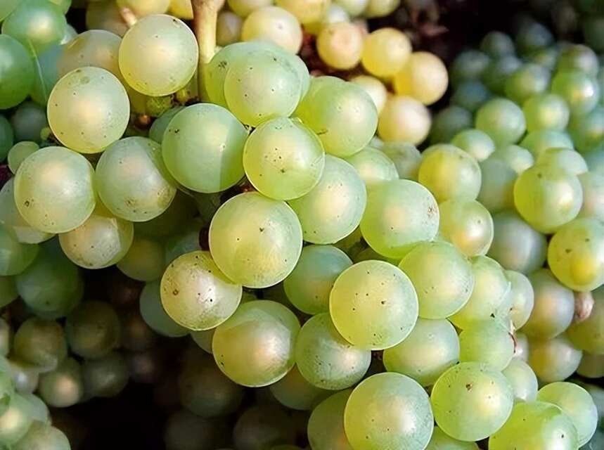 【法庄】被低估的勃艮第白葡萄品种