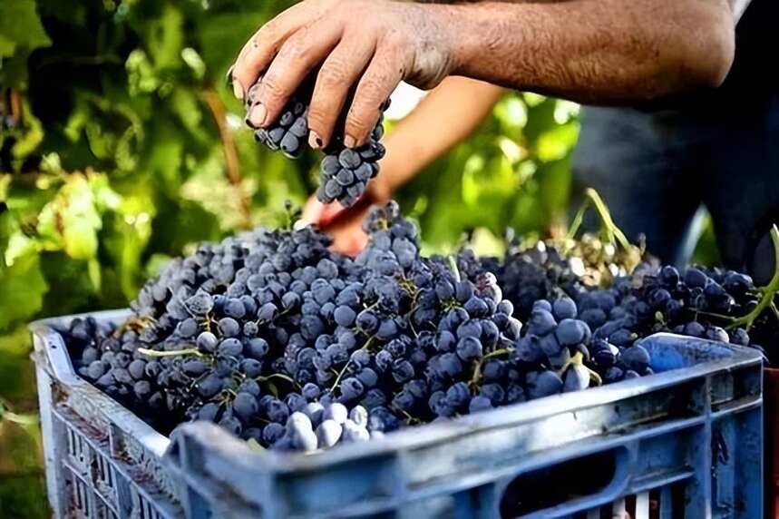 【法庄】勃艮第只有黑皮诺和霞多丽？这些葡萄品种你都知道吗？