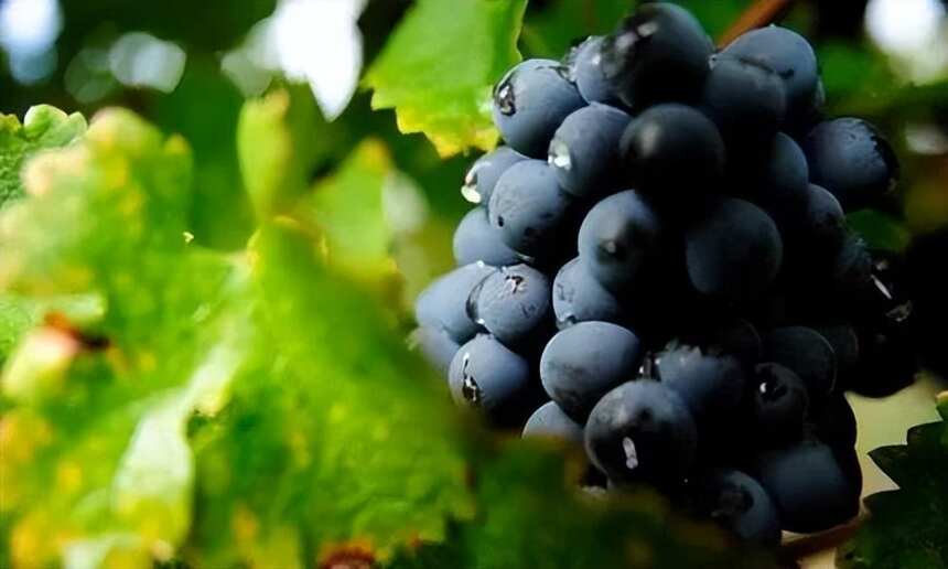 【法庄】勃艮第只有黑皮诺和霞多丽？这些葡萄品种你都知道吗？