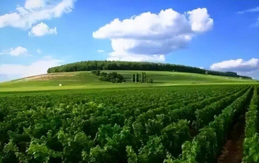 【法庄】勃艮第精英酒庄不同流派的葡萄种植法—理性控制法