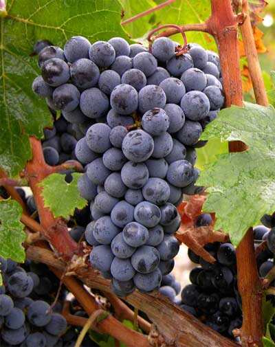 葡萄酒中的水果香——红VS黑