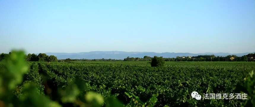 法国维克多酒庄-法国南部朗格多克鲁西荣100年传承葡萄酒庄