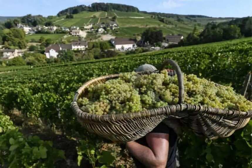 「法庄」勃艮第最特别的工人-葡萄农和葡萄农实例
