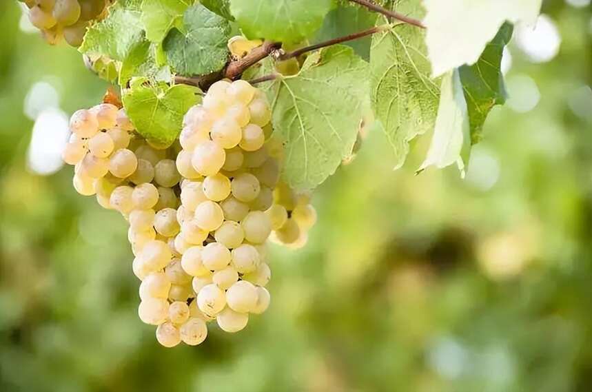 红酒课堂 - 澳大利亚主要的葡萄品种