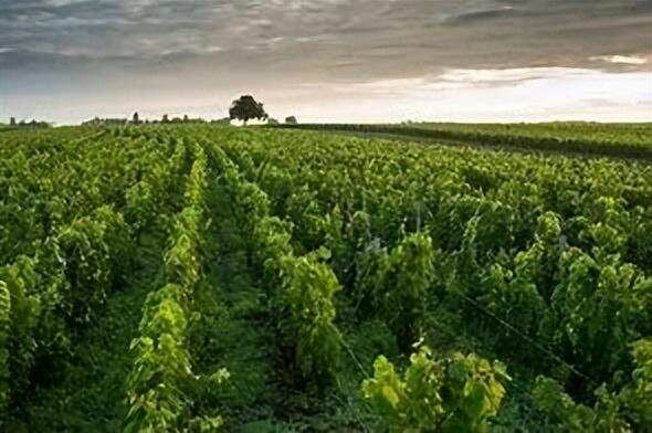 世界上最讲究风土的葡萄酒圣地-勃艮第葡萄园区分级介绍：下篇
