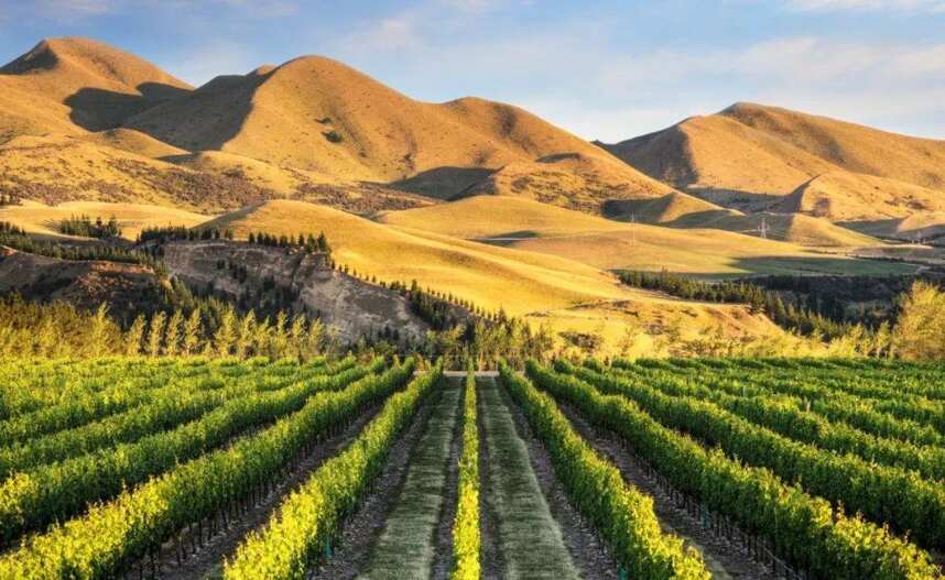 新西兰的葡萄酒为何全球最贵？