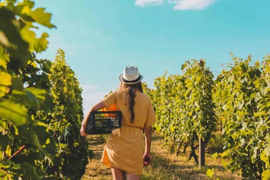 黑皮诺 - 一个红葡萄品种是如何酿造白葡萄酒、桃红以及起泡的？