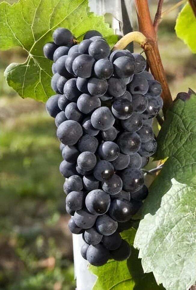 红酒课堂 - 澳大利亚主要的葡萄品种