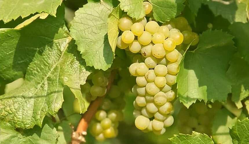 世界上最讲究风土的葡萄酒圣地-勃艮第葡萄园区分级介绍：上篇